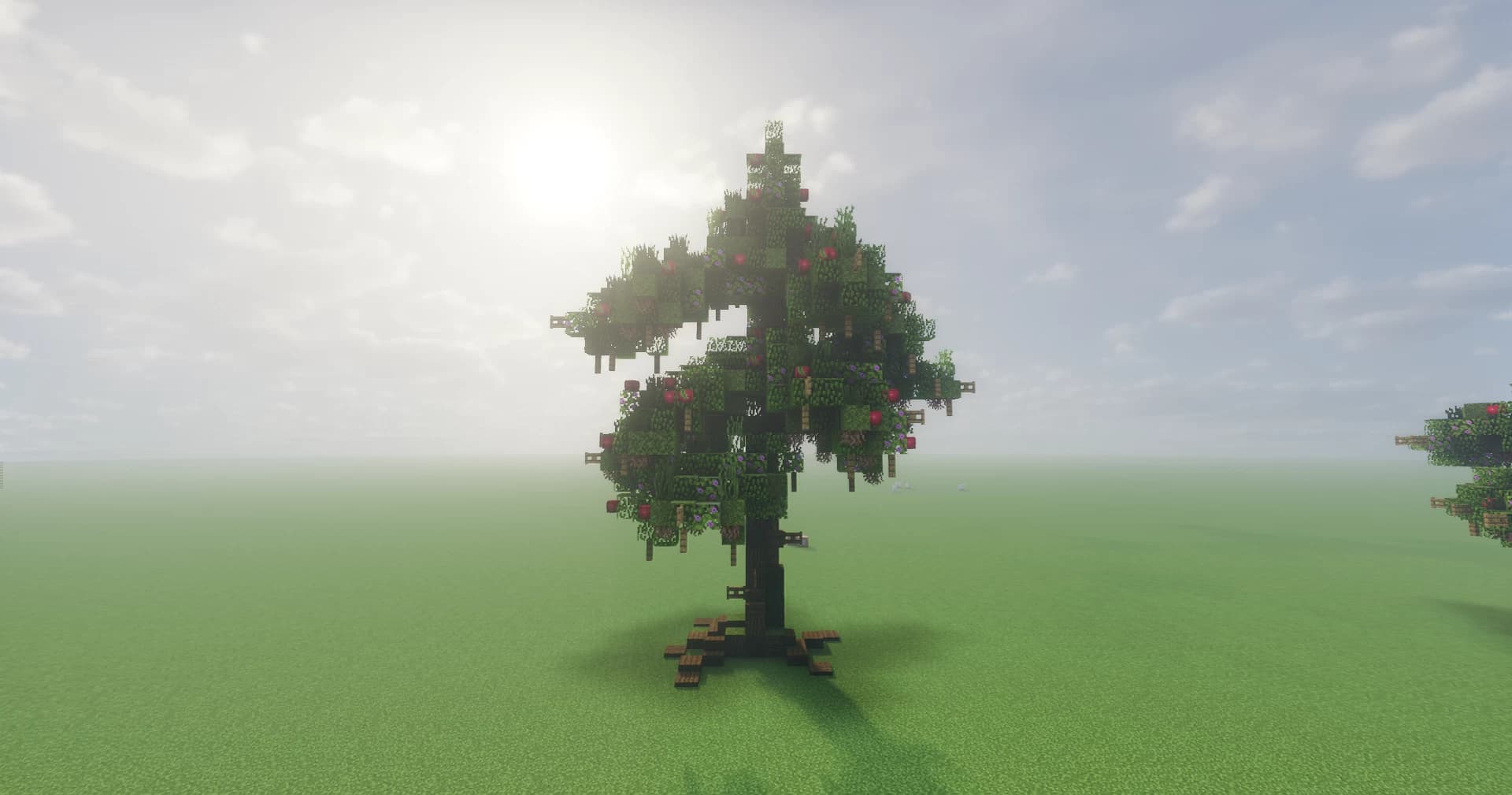 Image 2 of 4 for My First Oak Tree